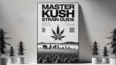 ‍Master Kush: A Legendary Indica Strain Loved by Rappers