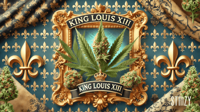 King Louis XIII Weed Strain: The Essential Guide