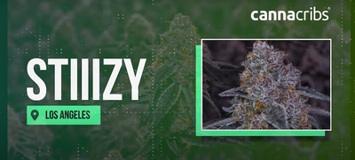 CANNACRIBS: STIIZY CULTIVATION