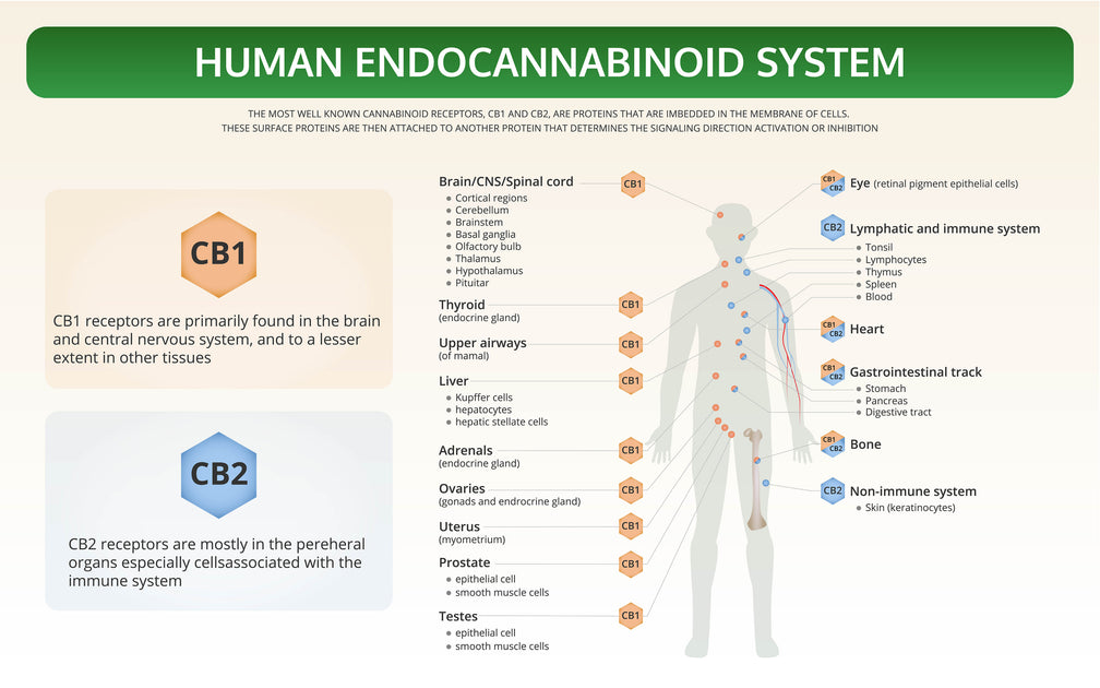 What is the Endocannabinoid System? | STIIIZY