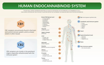 WHAT IS THE ENDOCANNABINOID SYSTEM?