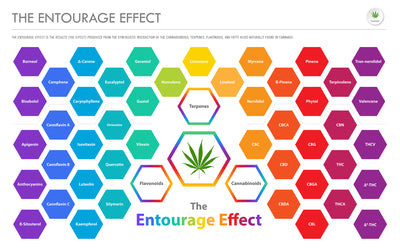 WHAT IS THE ENTOURAGE EFFECT?